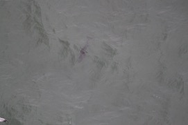 Missing Picture